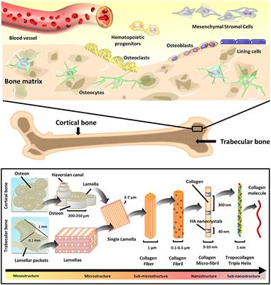 Natural Polymeric Scaffolds in Bone Regeneration